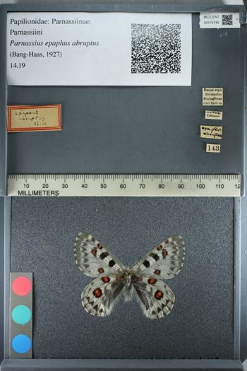 Media type: image;   Entomology 174745
